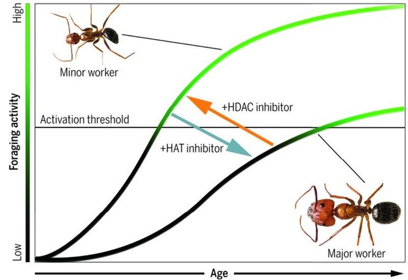 Overview of how modification of nucleosomes (HDAC/HAT inhibitors) can regulate the foraging behavior of carpenter ants.