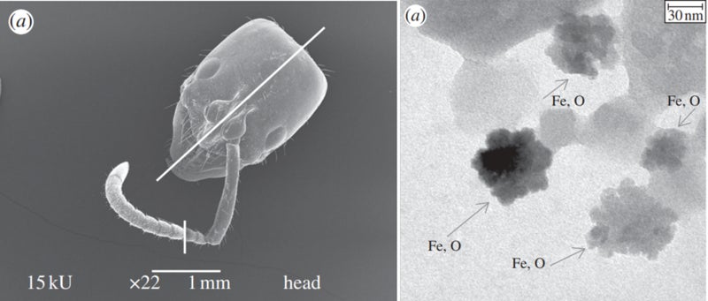 P. marginata head (left) and iron oxide granules (right) found within the antennae. Images were taken under a transmission electron microscope