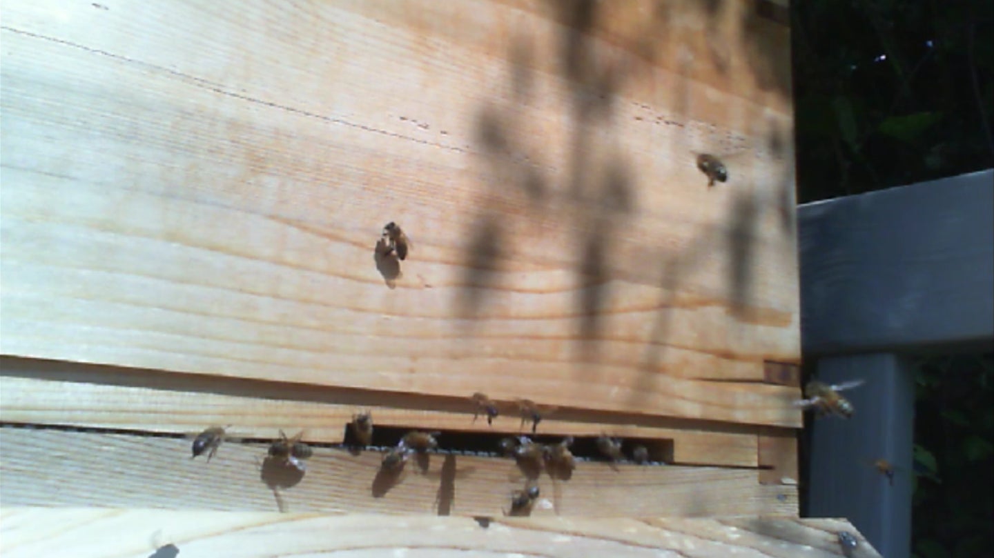 Screenshot: Live From The Hive