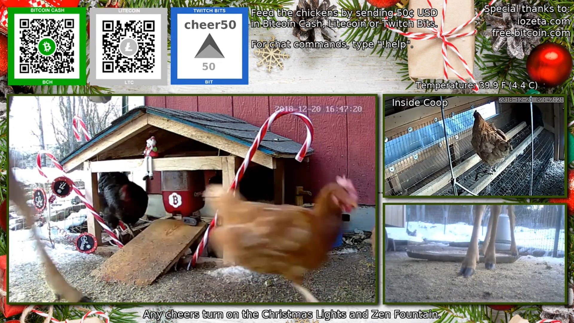 The Latest Twitch Sensation Is Chickens, Goats, And Bees - Kotaku