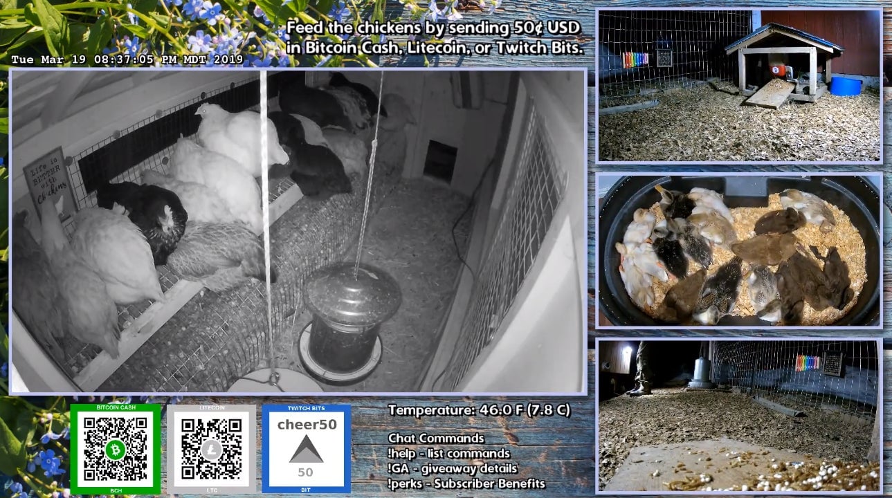 The Latest Twitch Sensation Is Chickens, Goats, And Bees - Kotaku