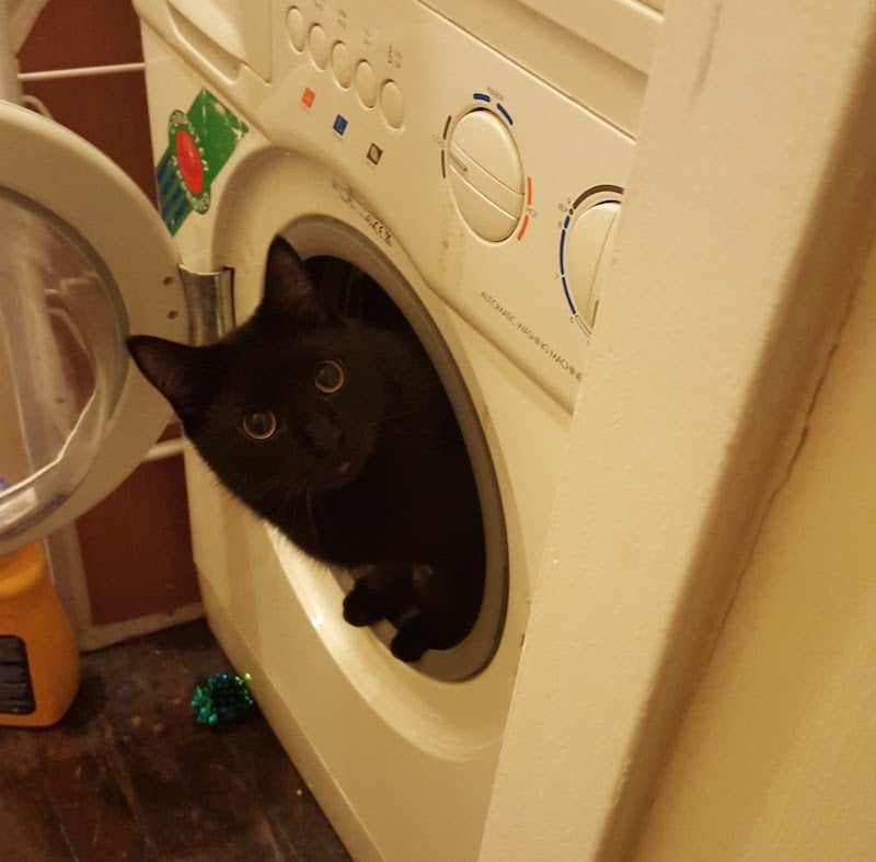 Everyone, say hi to Puck.