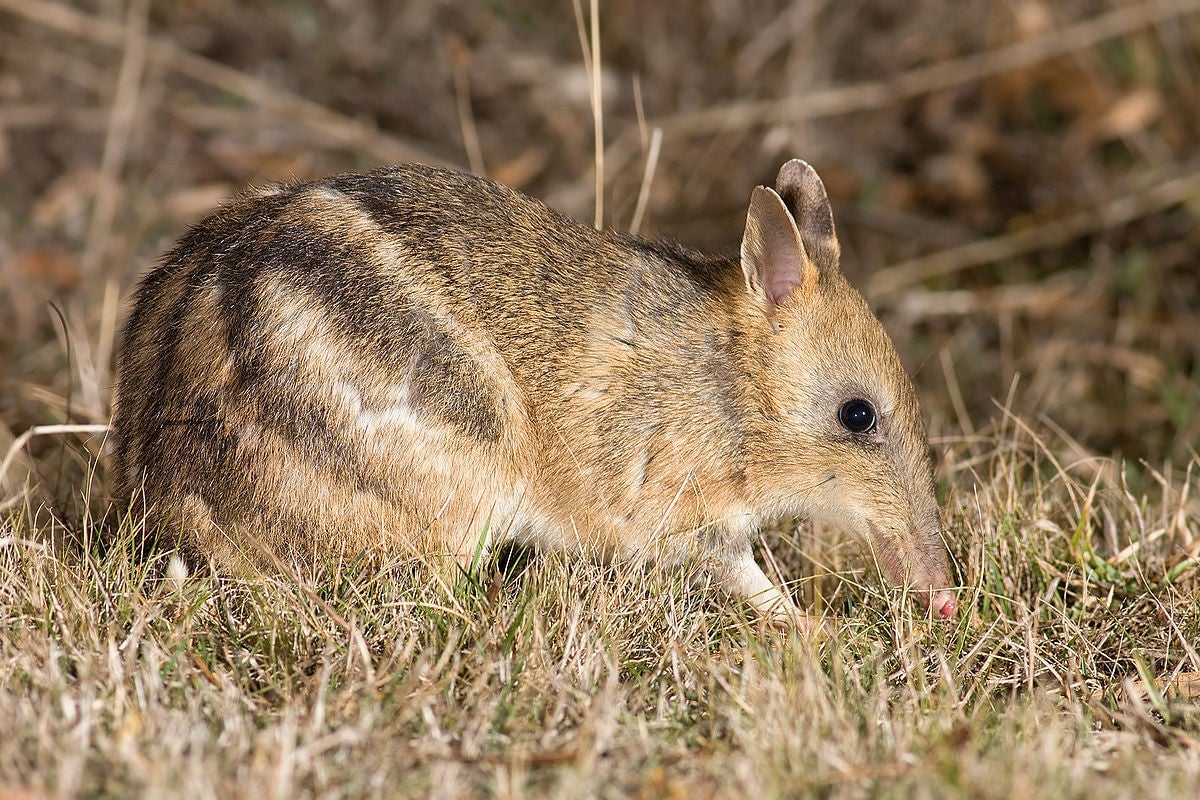 A bandicoot