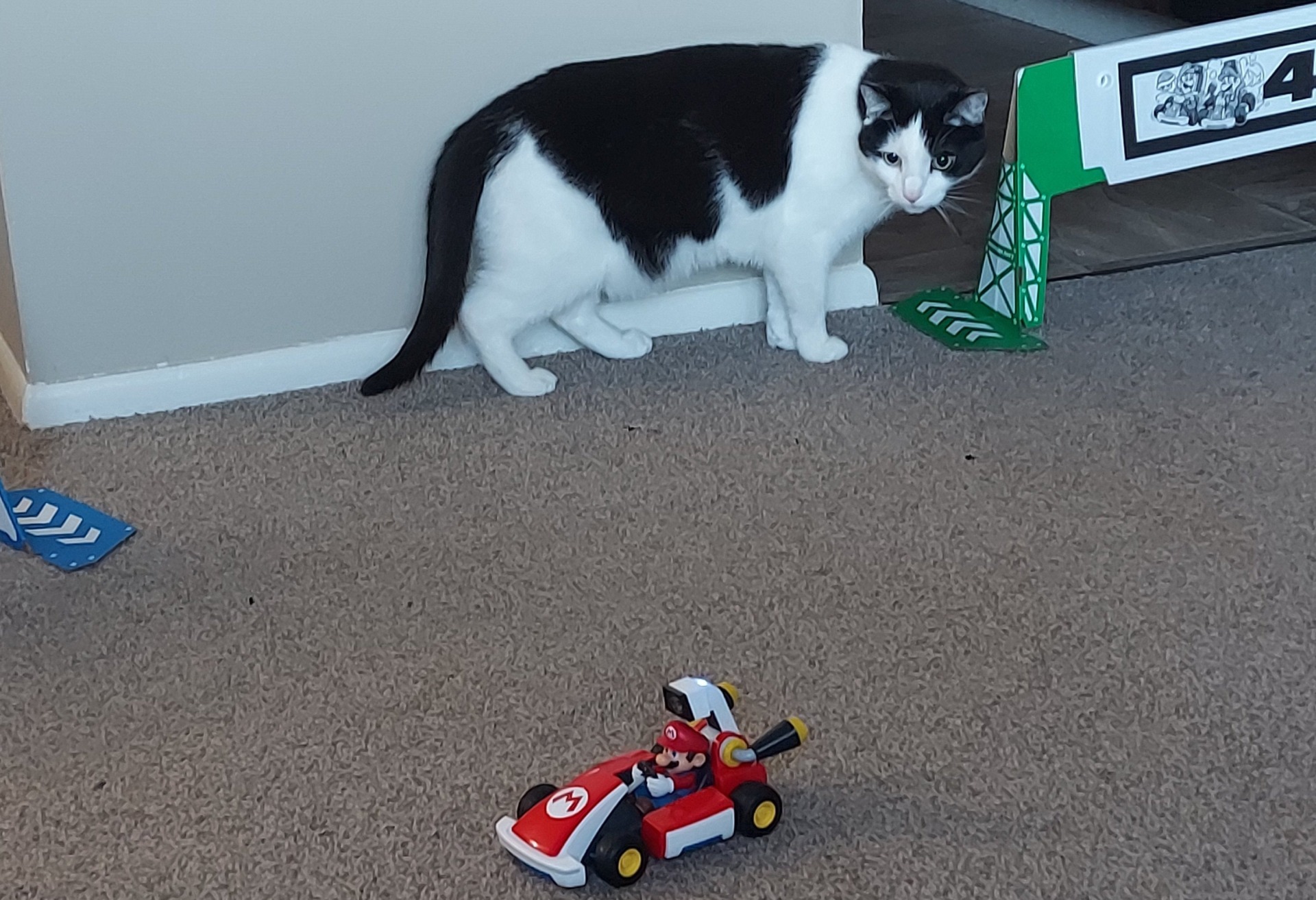 Shortly after this, Gus puked all over the track. 