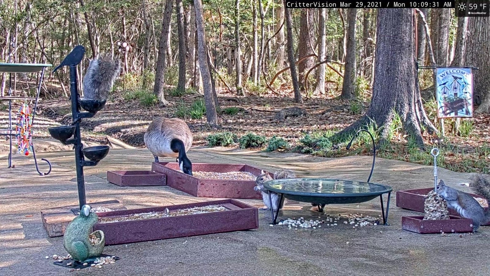 I’ve always been a big fan of squirrels. 