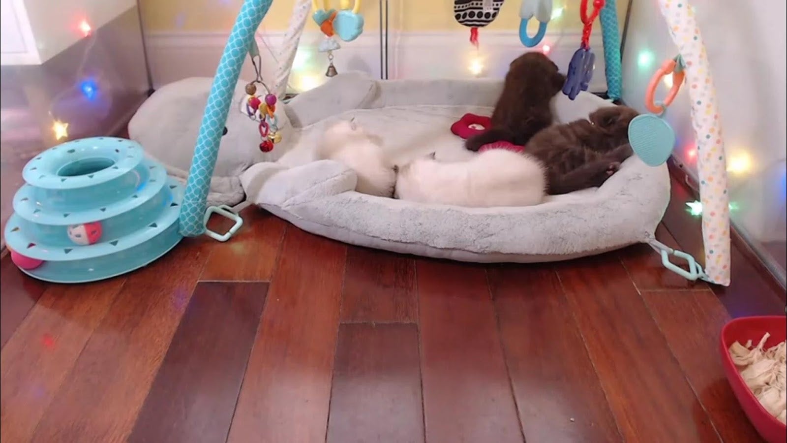 AKA Unconscious_Kittens. 