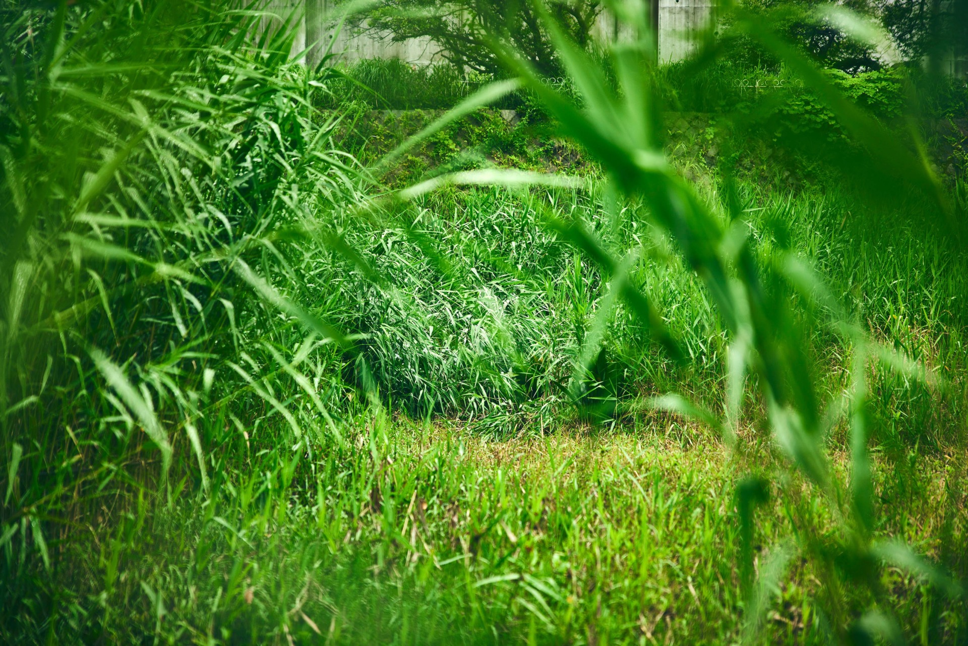 A wild Pokémon should appear! 