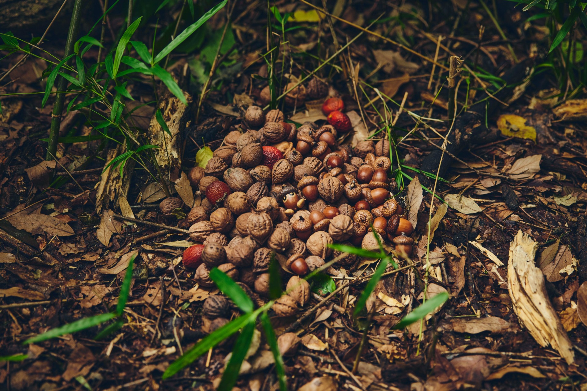 Finding this Pocket Monster seems hard!