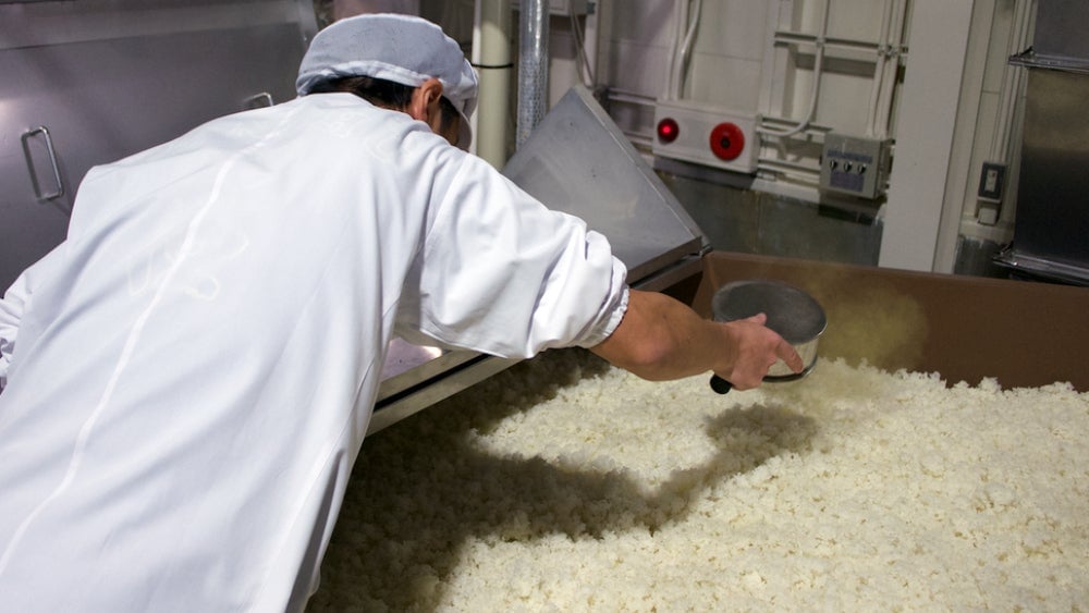 A sake brewer at Nishida Shuzo in Aomori sprinkles koji-kin spores on rice to make koji. 