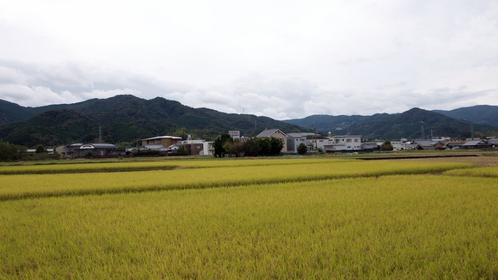 A rice field in Wakayama Prefecture during the fall shortly before harvest. 