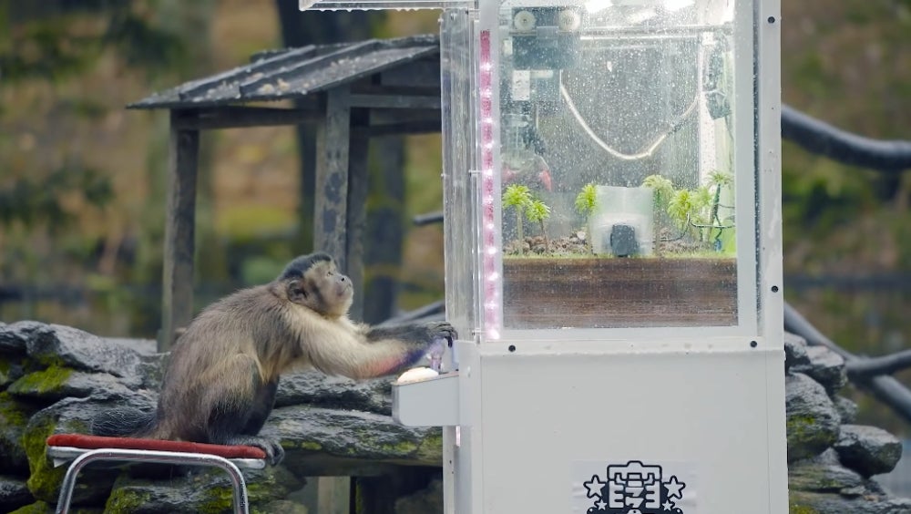 The monkey watches the crane move. 