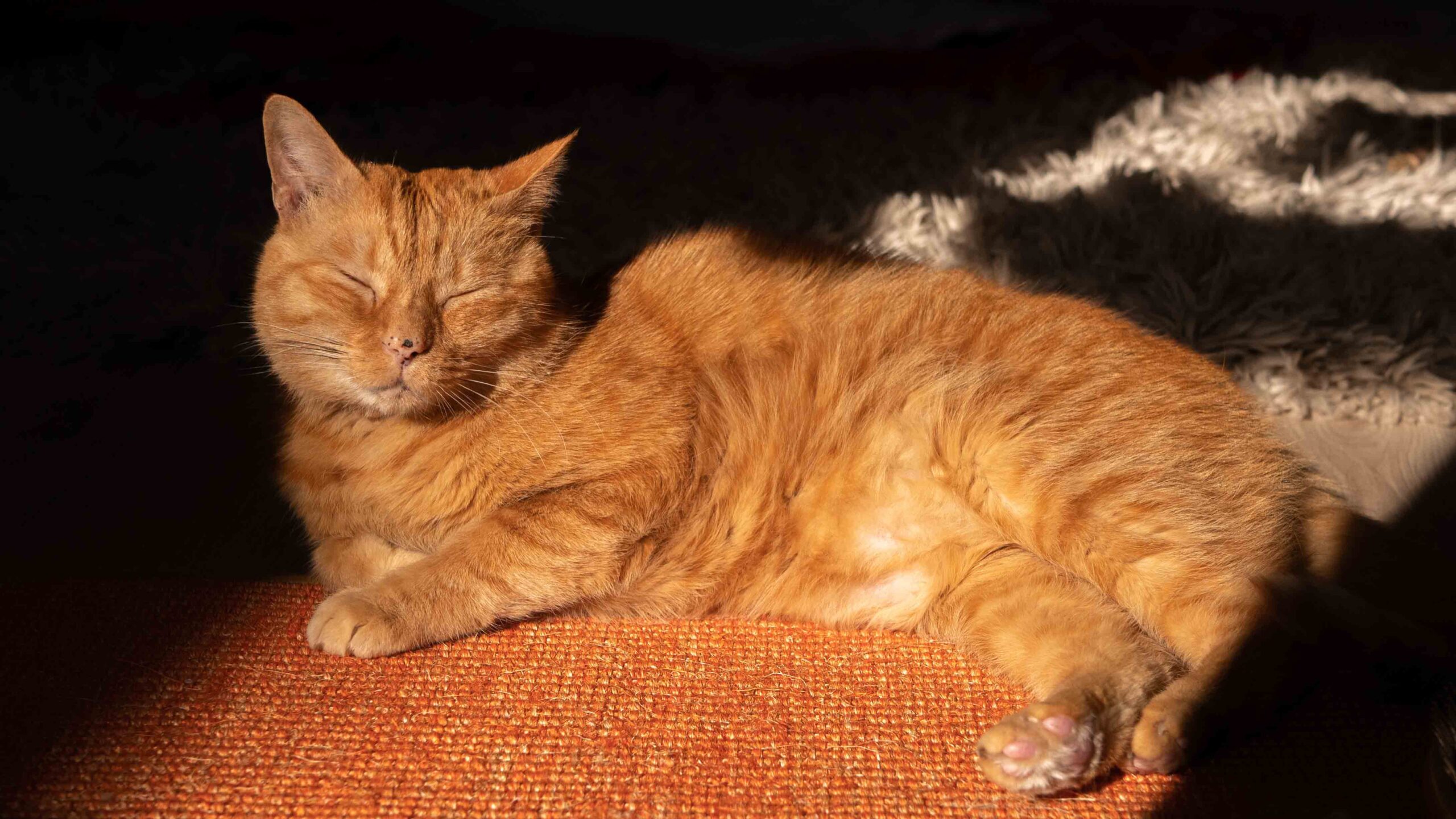 Meet Murtaugh, the inspurration for Strayās main character.