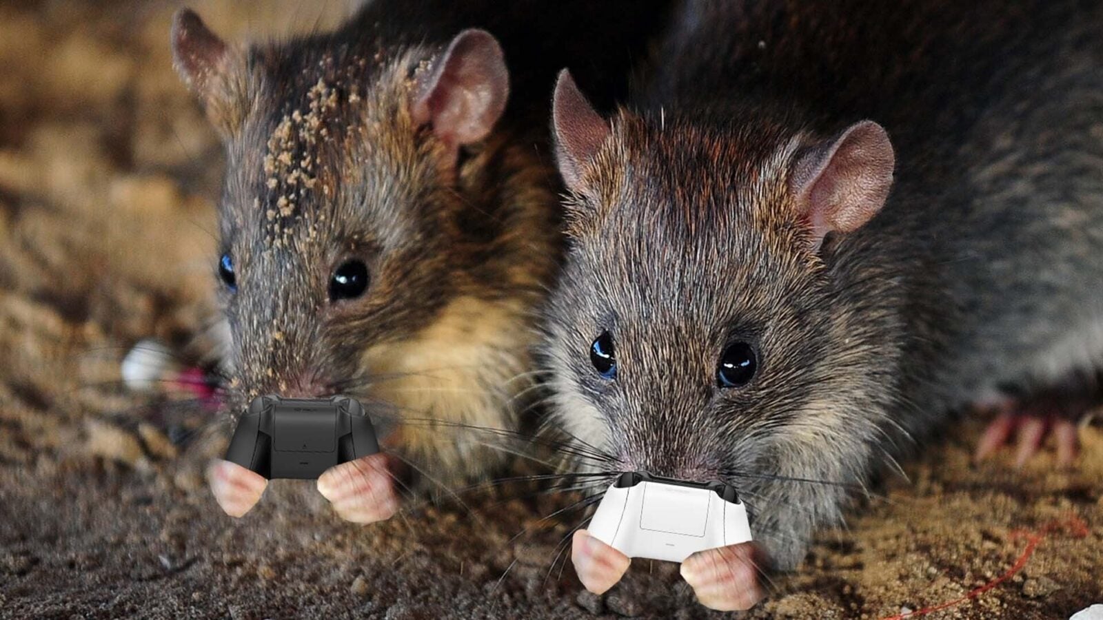 10 Video Game Rats, Ranked By How Chill They Seem - Kotaku