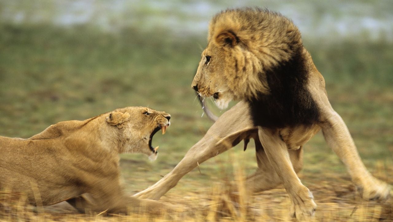 Photo: O. Alamany & E. Vicens