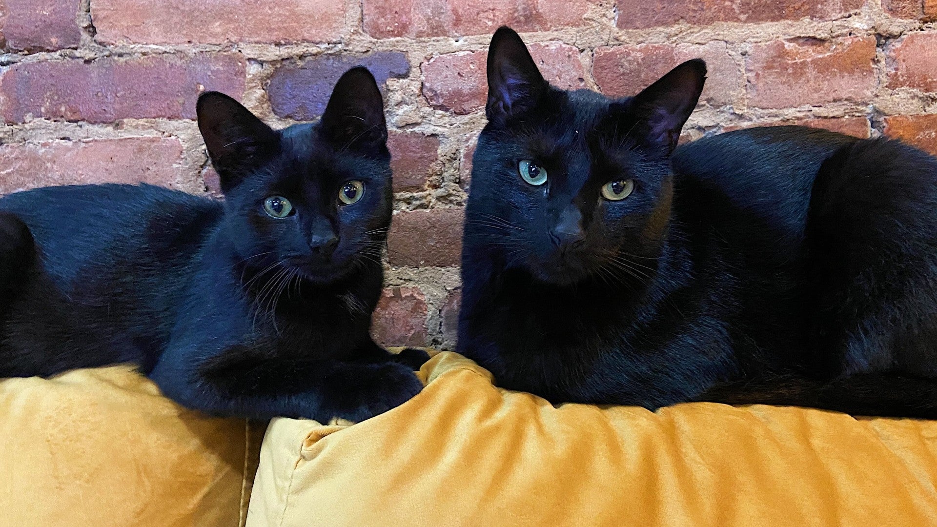Two of my rescue cats, Hellboy and Radgie.