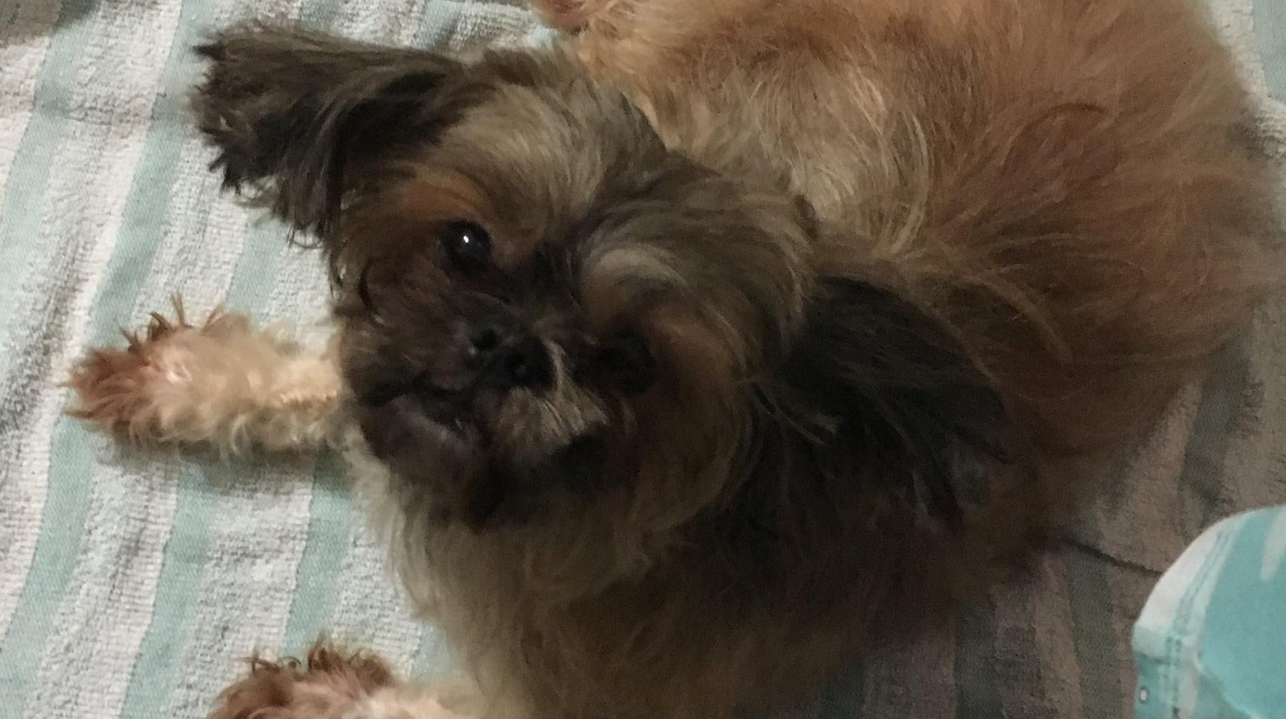 Queenie’s underbite made the comparison to Snubbull all the more apt.