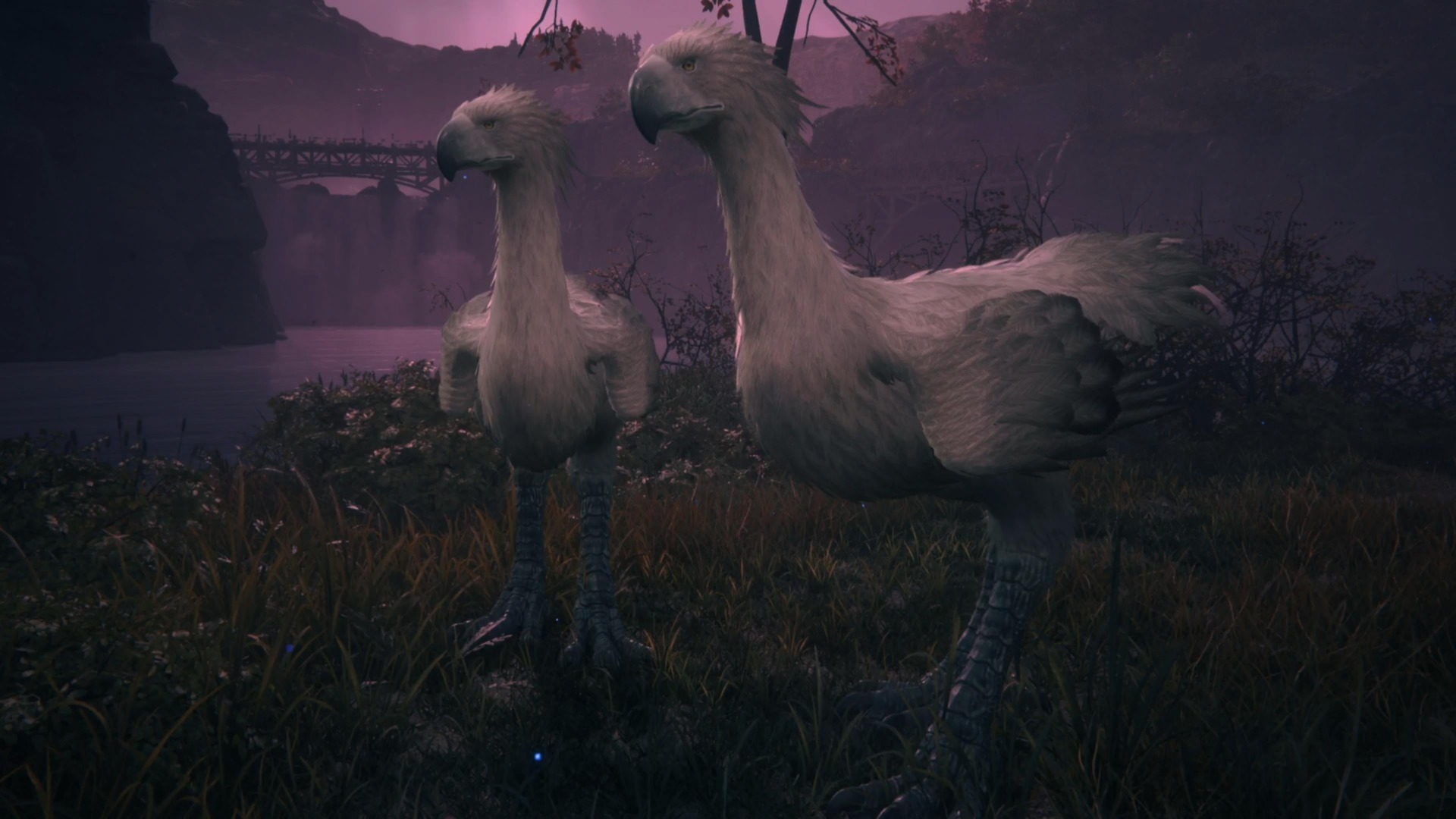 These birds are not thrilled with the weather around here.