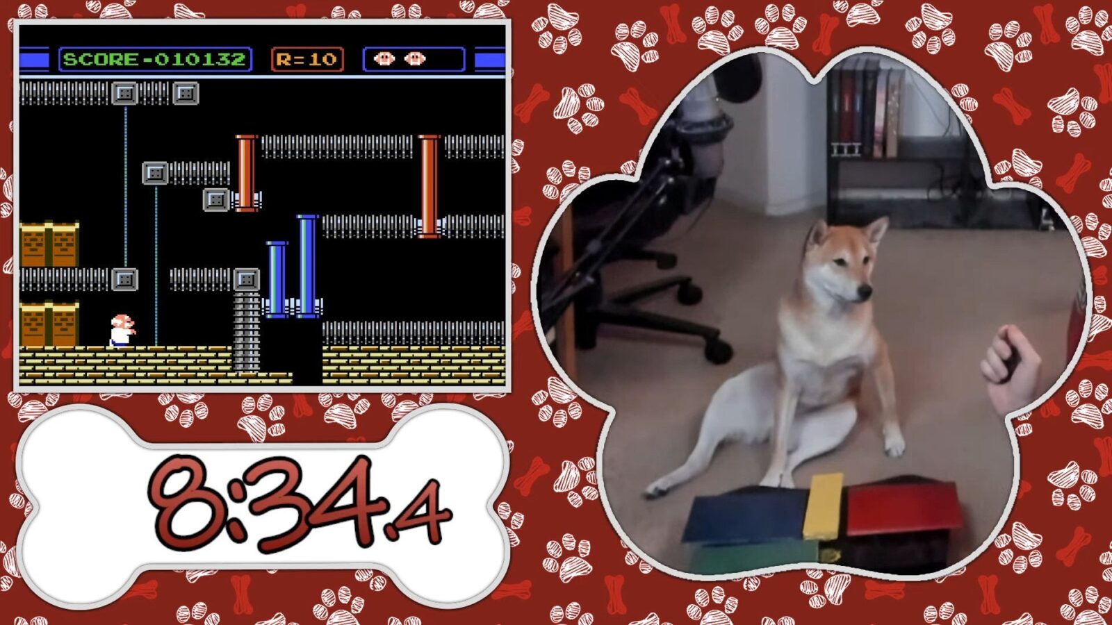 World's Coolest Dog Set To Speedrun Unbeloved Nintendo Game - Kotaku