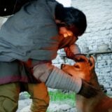 Crimson Desert Dog Stroke