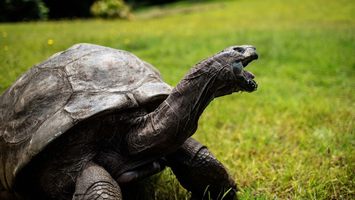 Crypto Coin Hoax Tried To Scam People Into Believing The World’s Oldest Tortoise Just Died
