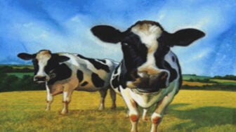 Well Done Cows