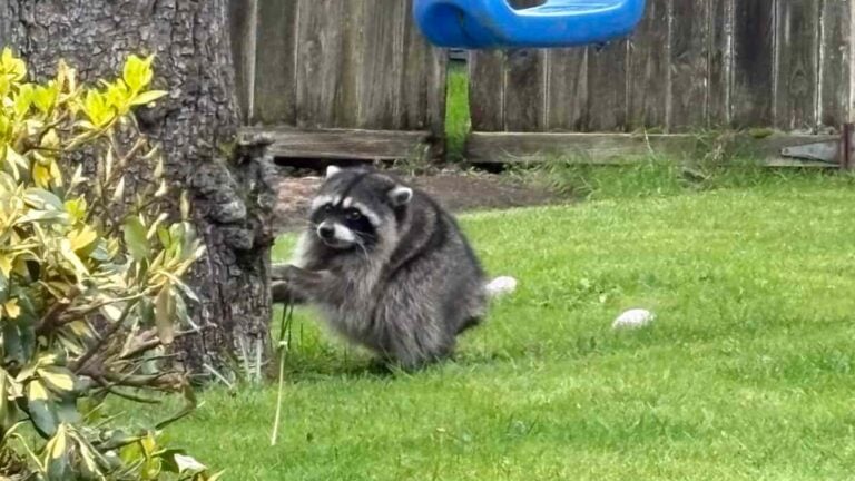 Jimothy Isn't A Cryptid, But Instead The Internet's Favorite Racoon