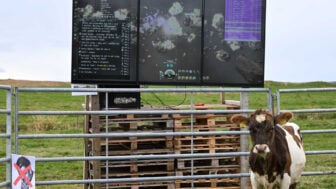 Cow