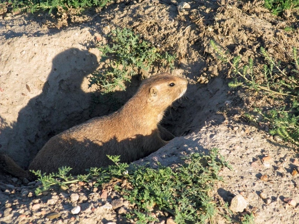 Prairie Dog 2