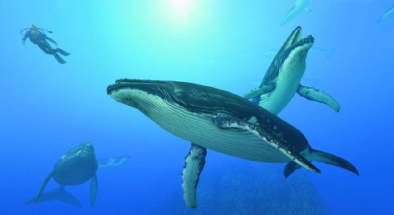 Endless Ocean: Blue World