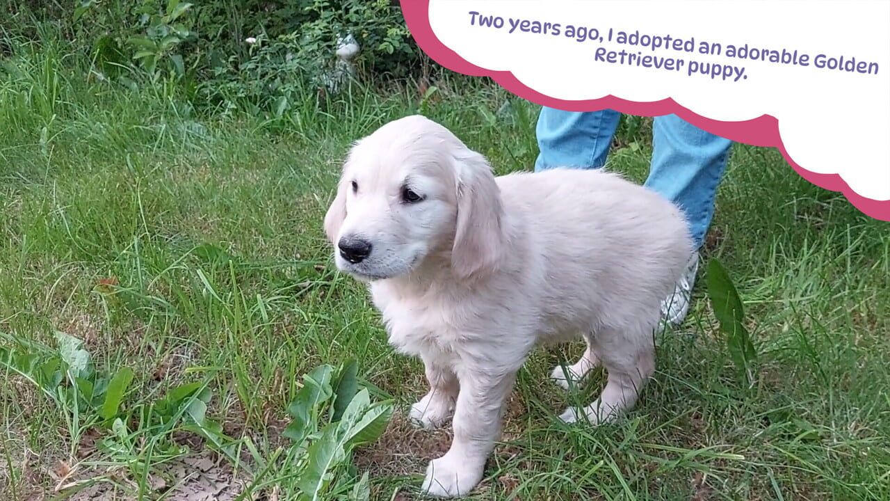 Golden Retriever Simple Life