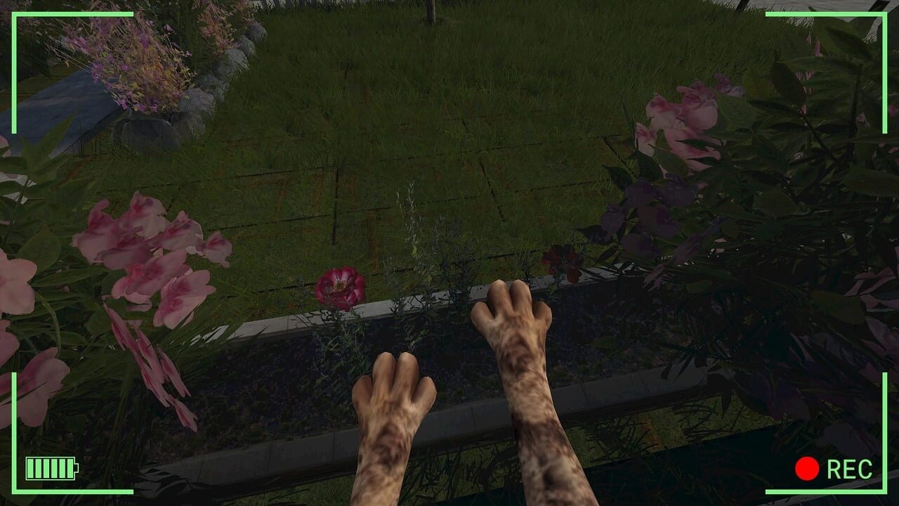 Kitty Cat Adventures Bundle