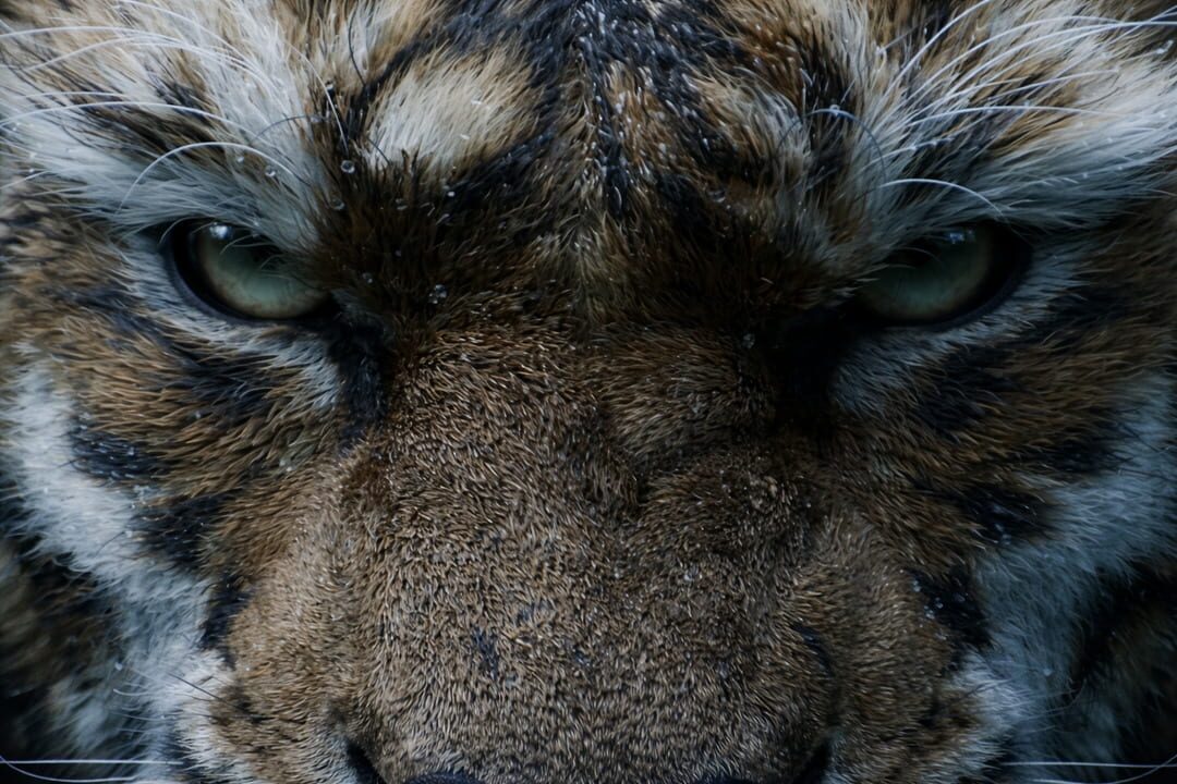 Black Myth: Zhong Kui