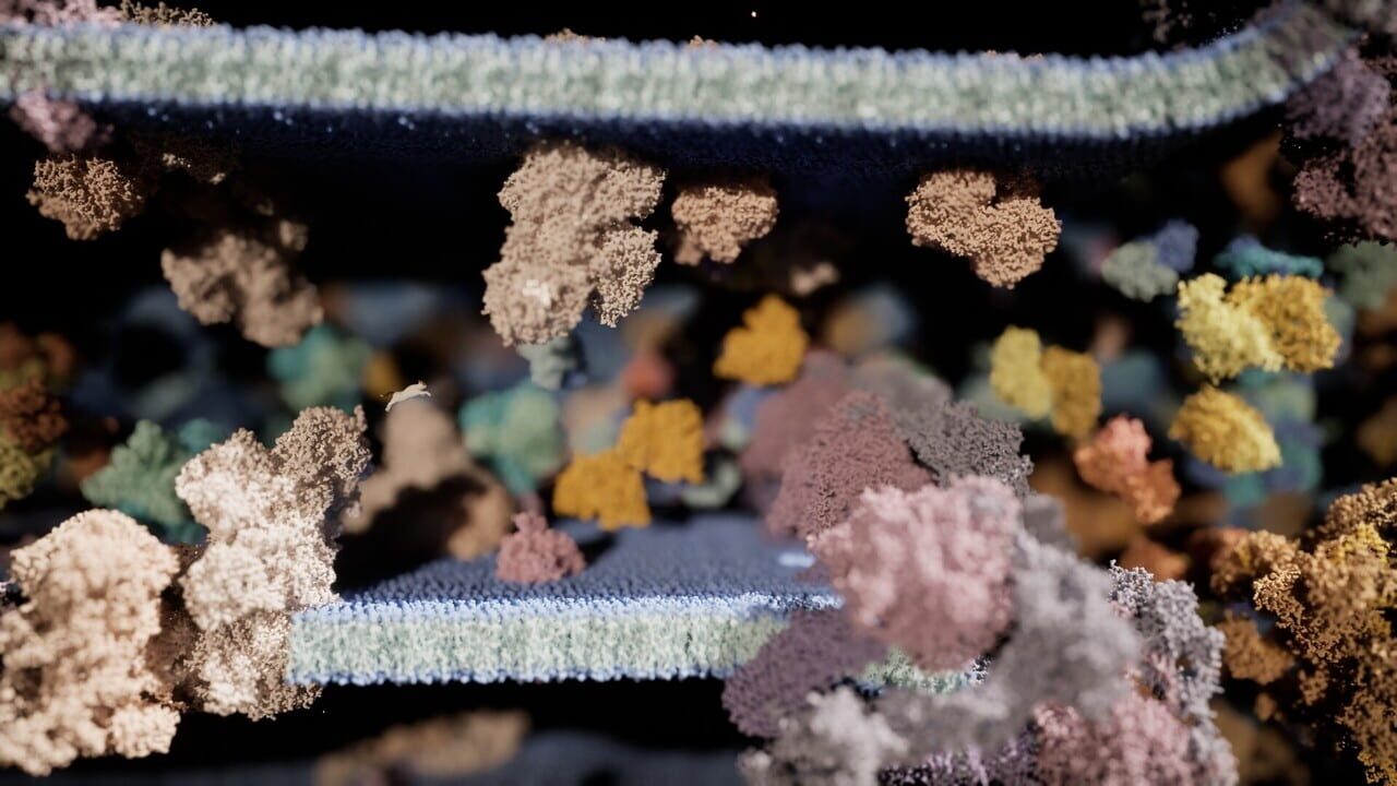 Meowtabolism: Examining Feline Behavior Within Unicellular Algae