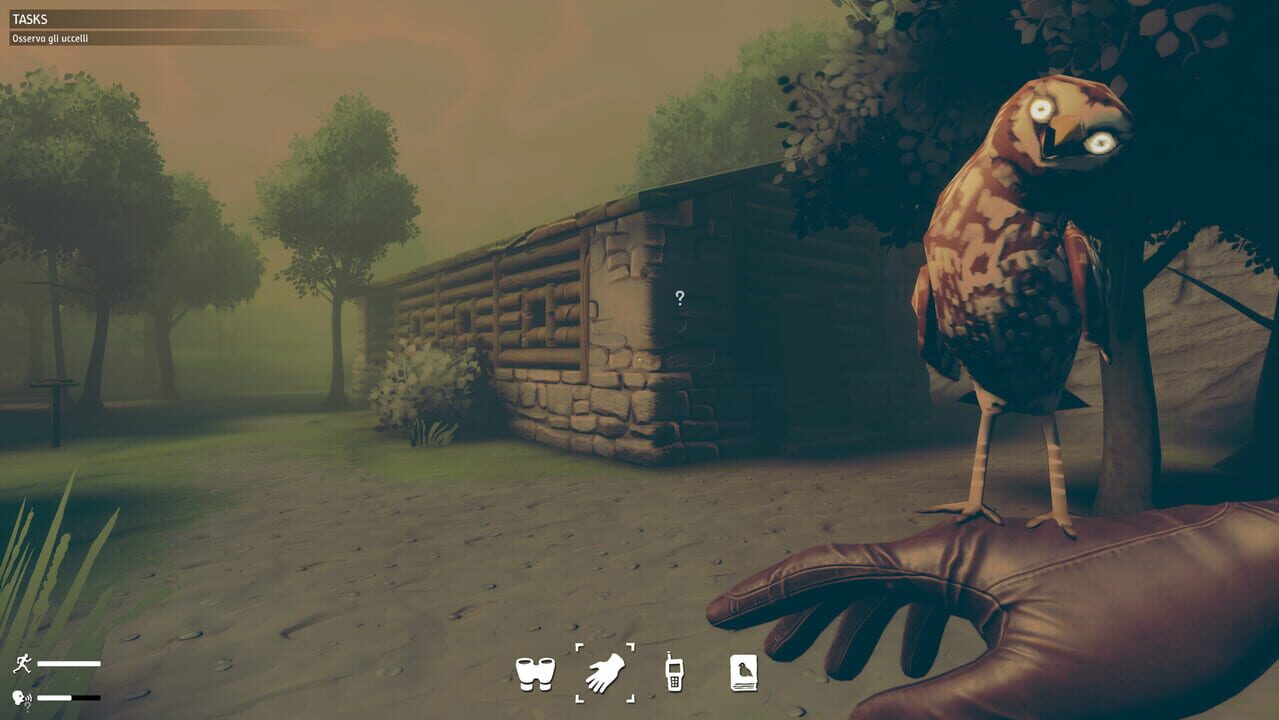 Birds Watching
