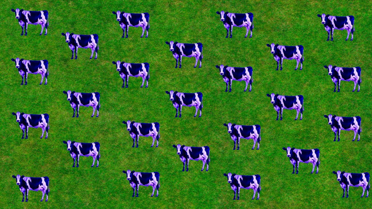 Imagina que tienes 2 vacas