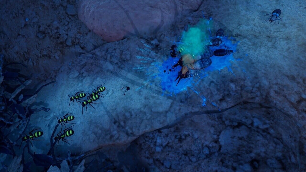 Empires of the Undergrowth: Exploding Ants