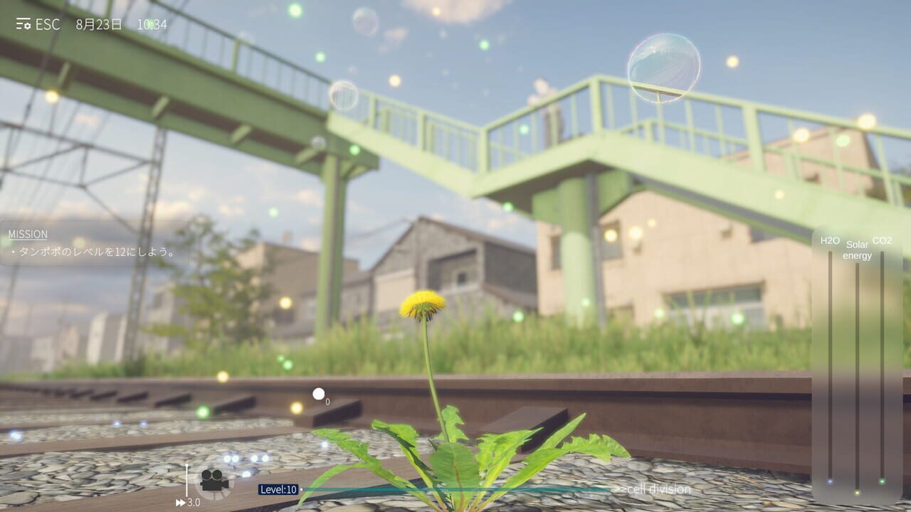 The Dandelion Endures.