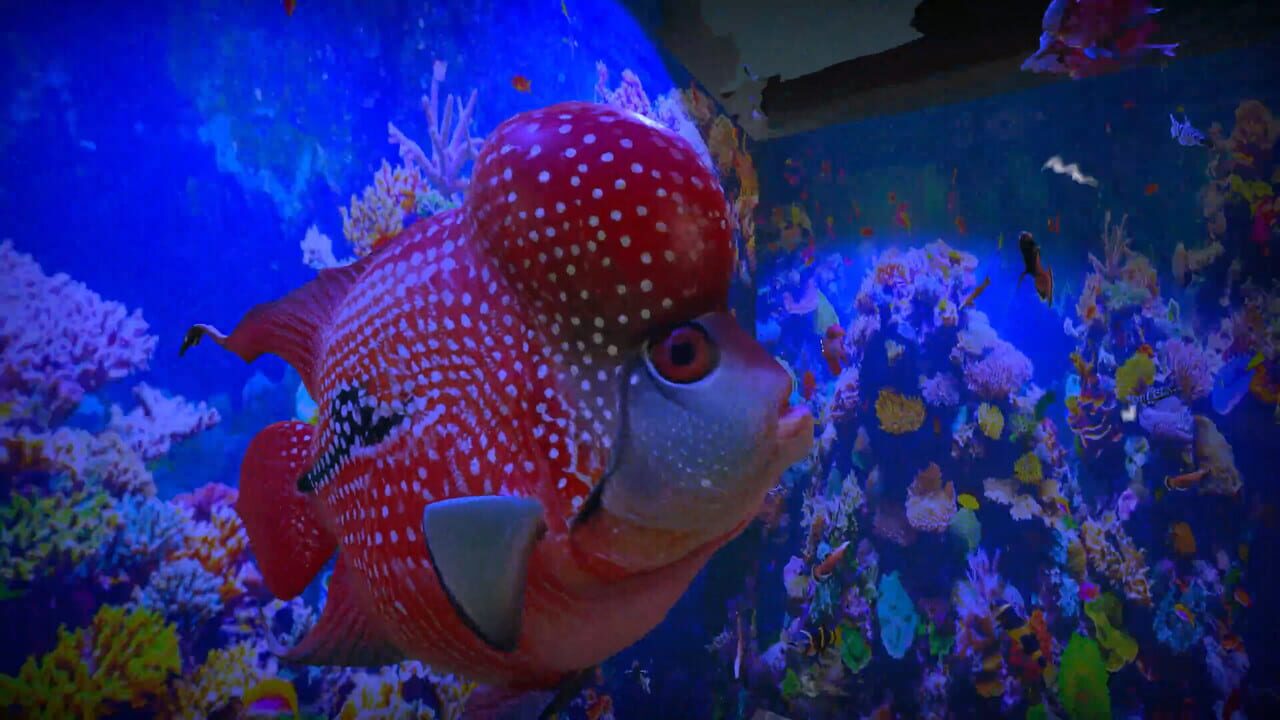 Aquarist: Asian Fish DLC