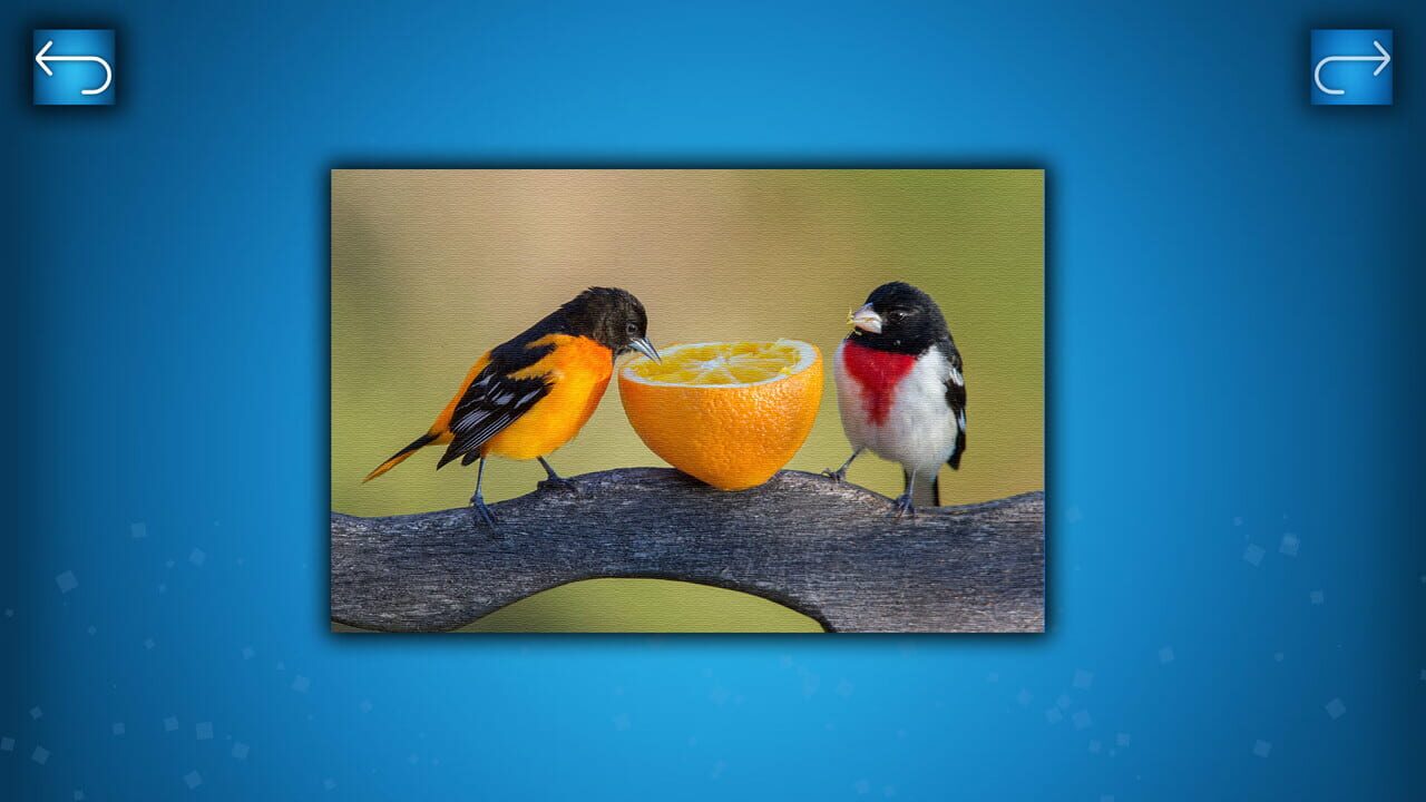 Puzzle: Birds