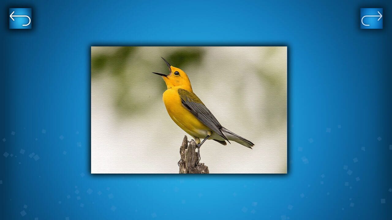 Puzzle: Birds