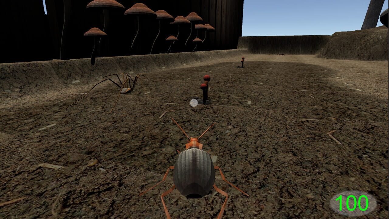 Insect: Bombardier beetle