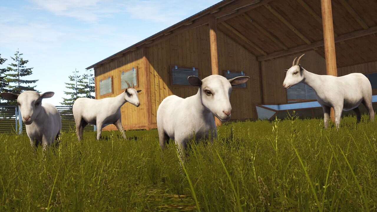 Pure Farming 2018: Montana Goats