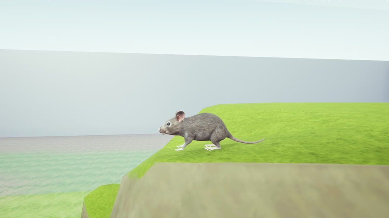 Rat Memory