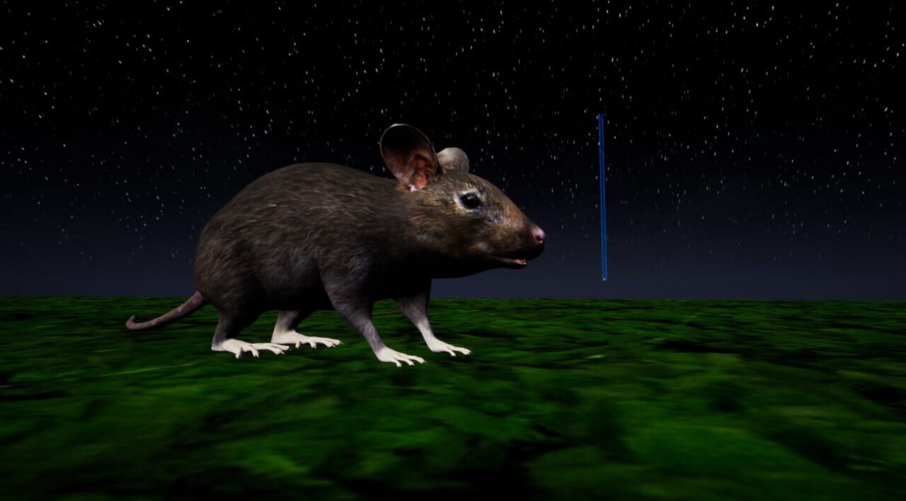 Rat Memory