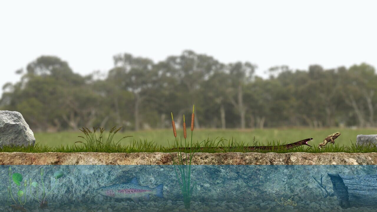 A toad well travelled