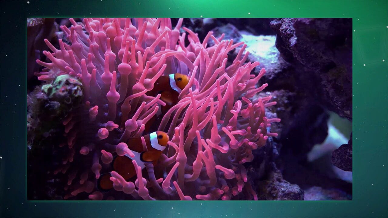 Puzzle Galaxy: Animal Album