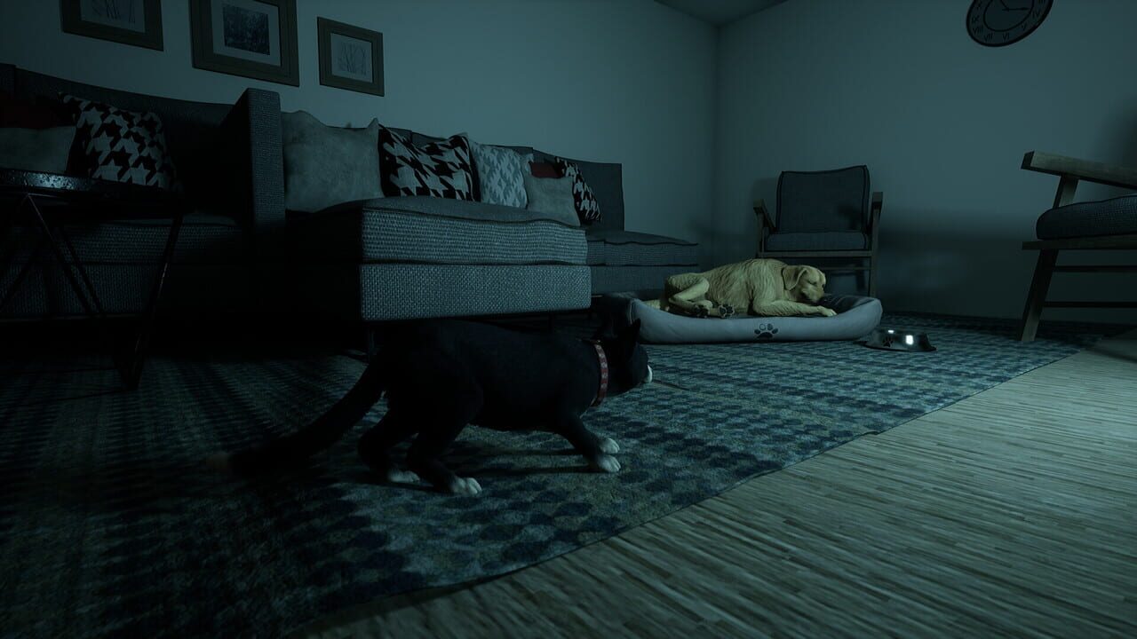 Project Paws