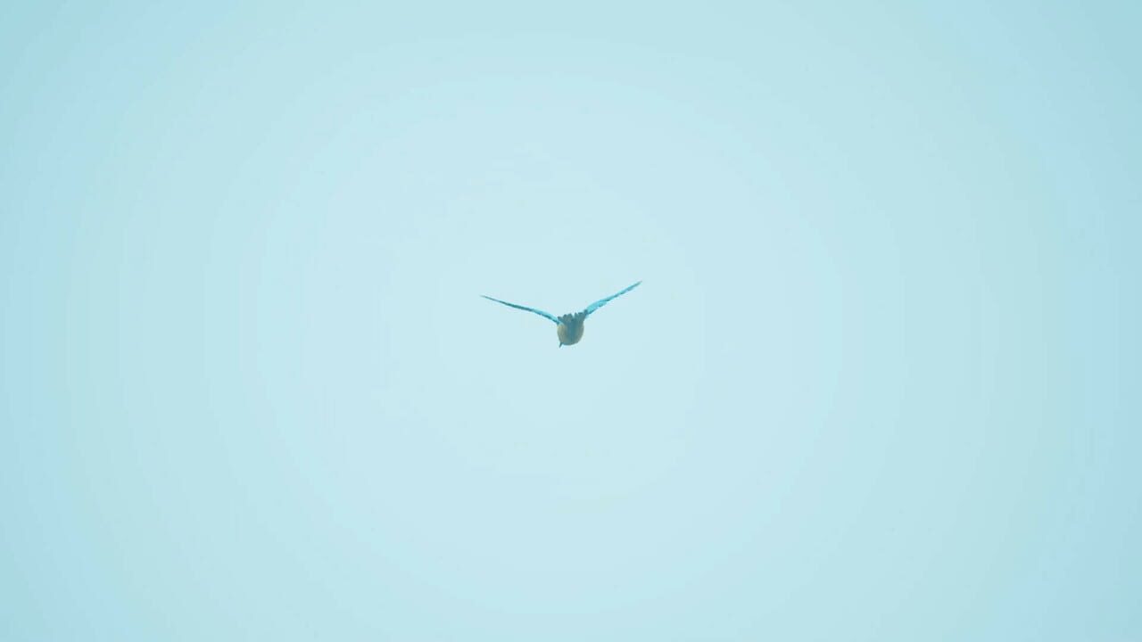 Bird Feather: Aquamarine World