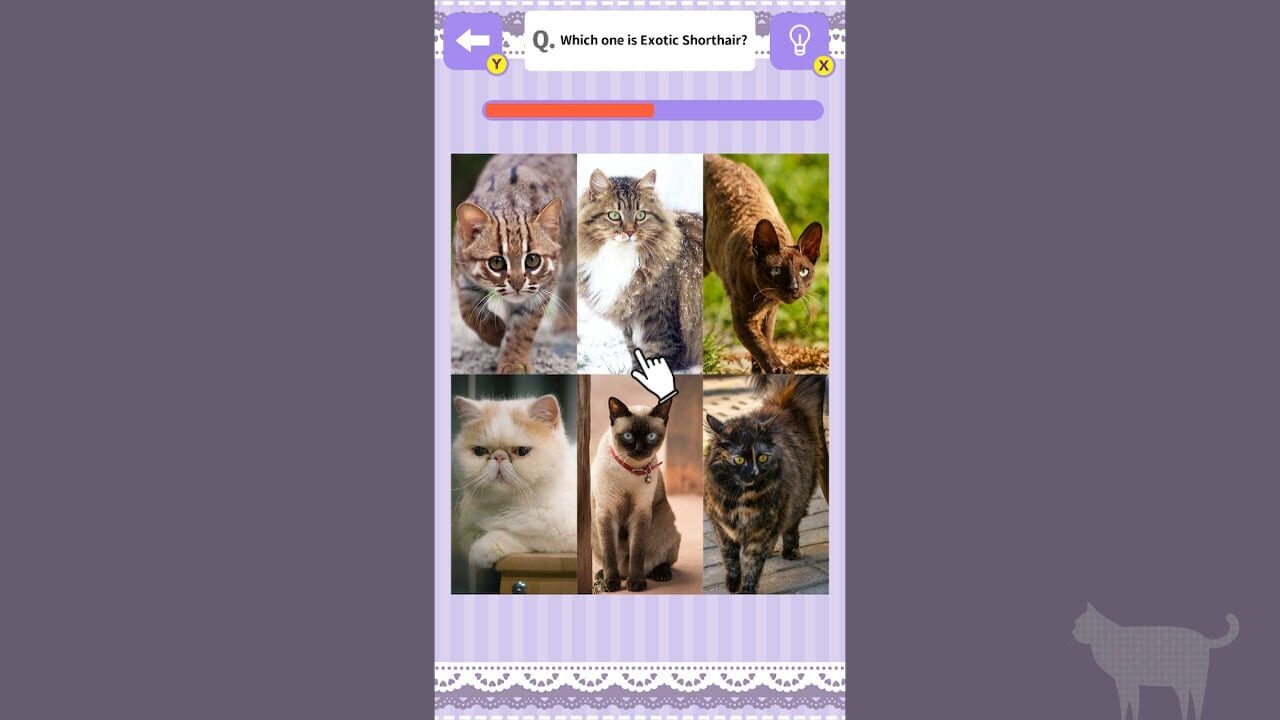 Cat Spotting Challenge!