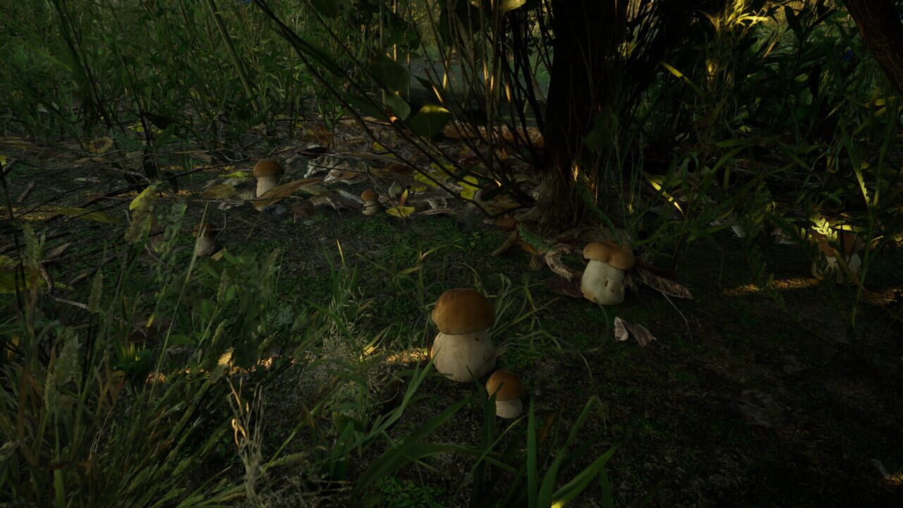 Forest Doesn’t Care